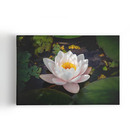 Quadro Nymphaea Candida Natureza Água Flor Canvas 100x70cm