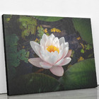 Quadro Nymphaea Candida Natureza Água Flor Canvas 120x80cm