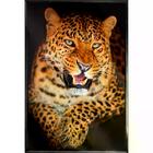 Quadro Onça Pintada 70x50 - Casa Da Moldura