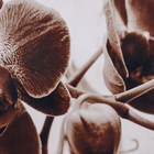 Quadro Orquídea Marrom com Vidro 100x100cm Tropical