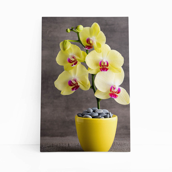 Quadro Orquídeas Amarelas Flor Em Vaso Canvas 100x70cm