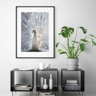 Quadro Pavão Branco - 60x48cm Moldura:madeira Preta