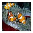 Quadro Peixes Uniart Azul 30x30cm