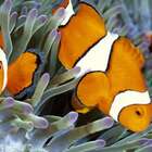 Quadro Peixes Uniart Azul 45x45cm