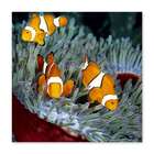 Quadro Peixes Uniart Azul 45x45cm