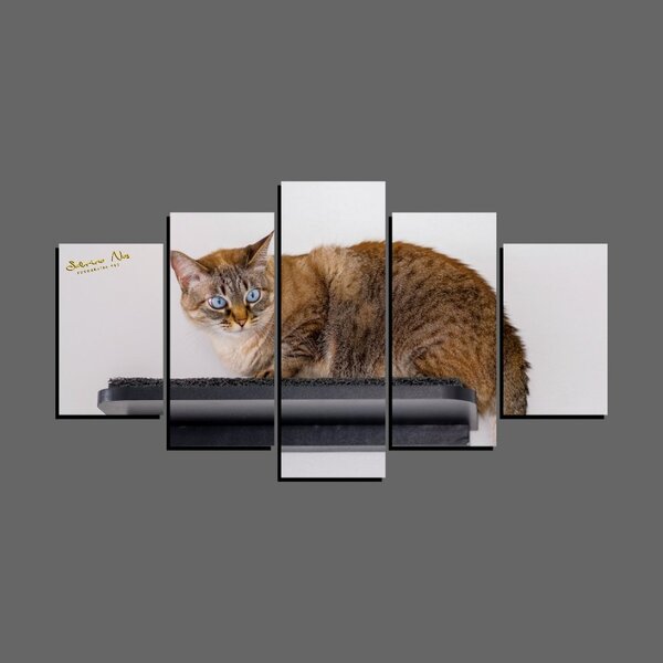 Quadro Pet De 5 Peças Estilo Mosaico Gatos 28