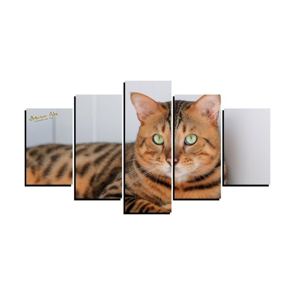 Quadro Pet De 5 Peças Estilo Mosaico Gatos 36