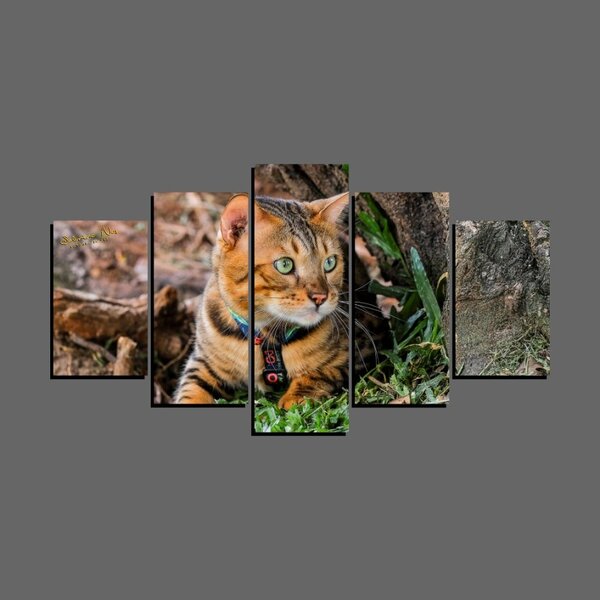Quadro Pet De 5 Peças Estilo Mosaico Gatos 39