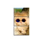 Quadro Pet Decorativo De 3 Peças Gato 02