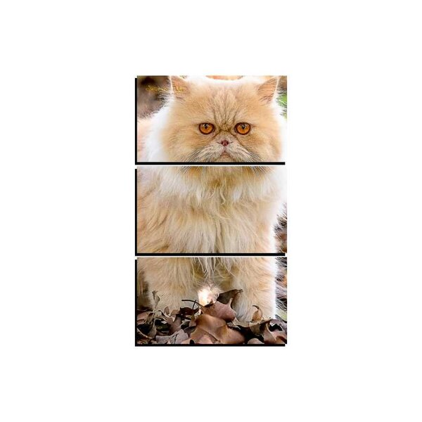 Quadro Pet Decorativo De 3 Peças Gato 04