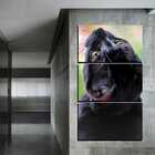 Quadro Pet Decorativo De 3 Peças Gato 13