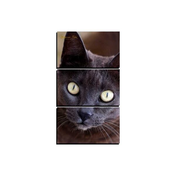 Quadro Pet Decorativo De 3 Peças Gato 18