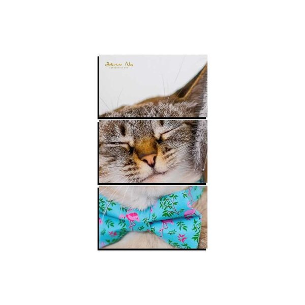Quadro Pet Decorativo De 3 Peças Gato 33