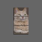 Quadro Pet Decorativo De 3 Peças Gato 37