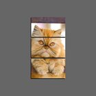 Quadro Pet Decorativo De 3 Peças Gato 44