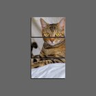 Quadro Pet Decorativo De 3 Peças Gato 49