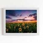 Quadro Plantação De Girassol Céu Moldura Branca 60x40cm