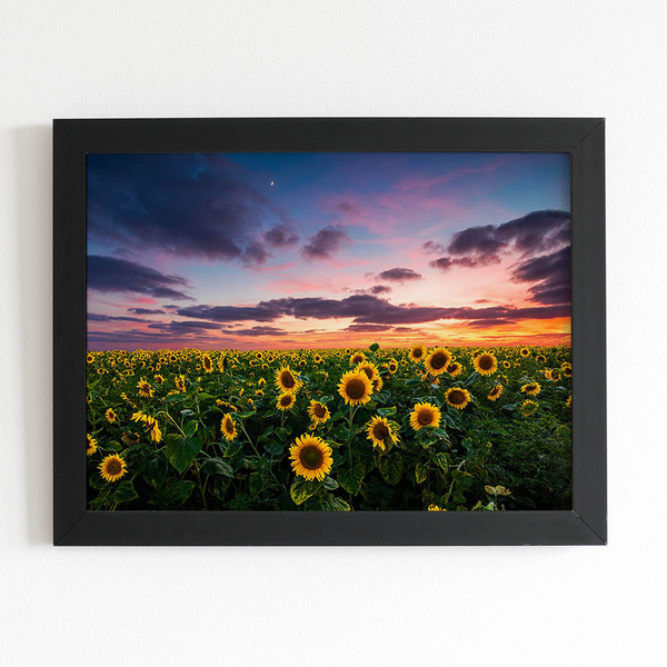 Quadro Plantação De Girassol Céu Moldura Preta 60x40cm
