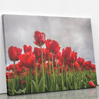 Quadro Plantação De Rosas Vermelhas Flores Canvas 100x70cm