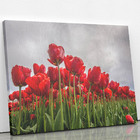 Quadro Plantação De Rosas Vermelhas Flores Canvas 60x40cm