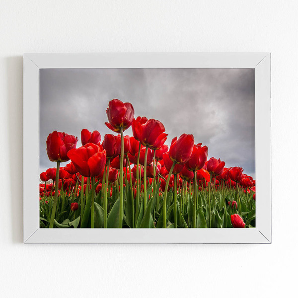 Quadro Plantação De Rosas Vermelhas Moldura Branca 60x40cm