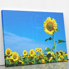 Quadro Plantação Girassol Céu Azul Flor Canvas 100x70cm