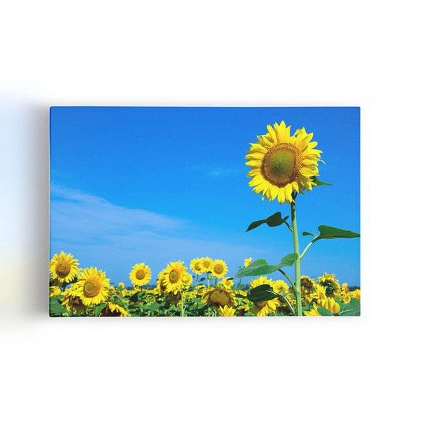 Quadro Plantação Girassol Céu Azul Flor Canvas 120x80cm