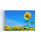 Quadro Plantação Girassol Céu Azul Flor Canvas 60x40cm