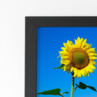 Quadro Plantação Girassol Céu Azul Moldura Preta 60x40cm