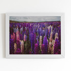Quadro Plantação Roxa Tremoço Flor Moldura Preta 60x40cm
