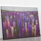 Quadro Plantação Roxa Tremoço Lupinus Flor Canvas 100x70cm