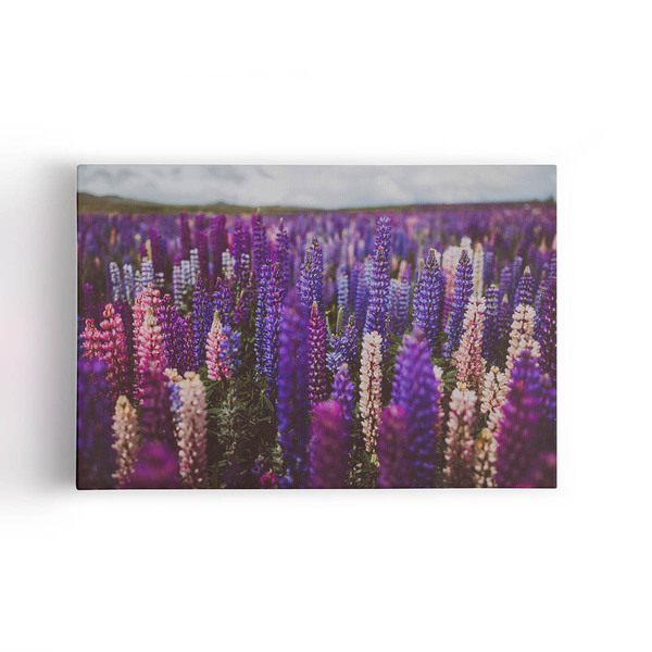 Quadro Plantação Roxa Tremoço Lupinus Flor Canvas 100x70cm