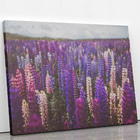 Quadro Plantação Roxa Tremoço Lupinus Flor Canvas 120x80cm