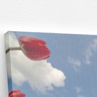 Quadro Plantação Tulipas Vermelhas Flores Canvas 120x80cm