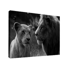 Quadro Rei E Rainha Da Selva Pb -- Br Artes Pequeno 60x40