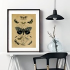 Quadro Retrô Espécies De Borboletas - 60x48cm Moldura:madeira