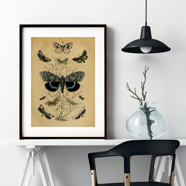 Quadro Retrô Espécies De Borboletas - 60x48cm Moldura:madeira