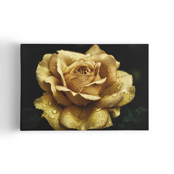 Quadro Rosa Amarela Sépia Com Orvalho Flor Canvas 120x80cm