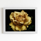 Quadro Rosa Amarela Sépia Com Orvalho Moldura Branca 60x40cm