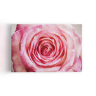 Quadro Rosa Com Orvalhos Fotografia Canvas 120x80cm