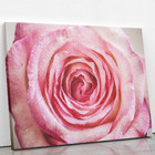 Quadro Rosa Com Orvalhos Fotografia Canvas 120x80cm