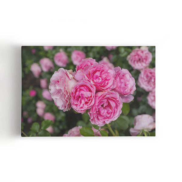 Quadro Rosa Flores Planta Natureza Foto Canvas 60x40cm