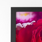 Quadro Rosa Tons De Roxo Foto Moldura Preta 60x40cm