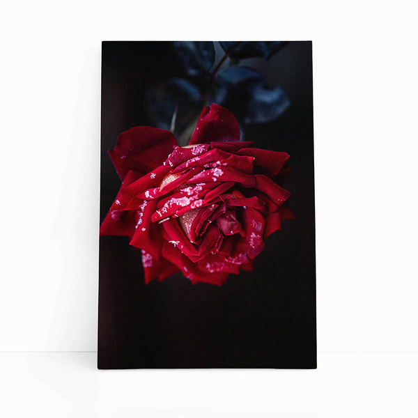 Quadro Rosa Vermelha Com Orvalho Fotografia Canvas 100x70cm
