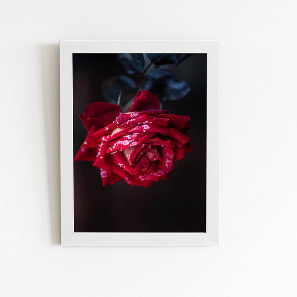 Quadro Rosa Vermelha Com Orvalho Moldura Branca 60x40cm
