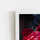 Quadro Rosa Vermelha Com Orvalho Moldura Branca 60x40cm