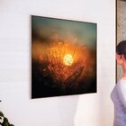 Quadro Tela Decorativa Com Moldura Dente De Leão Sol - 70x70c