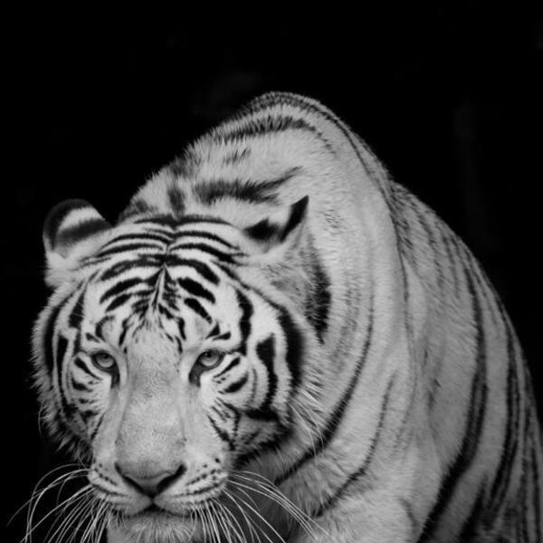 Quadro Tigre Branco 160x90 Cm Moldura Preta  Artestilo