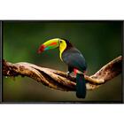 Quadro Tucano Fundo Escuro 120x80 - Casa Da Moldura