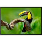 Quadro Tucano Fundo Verde 70x50 - Casa Da Moldura